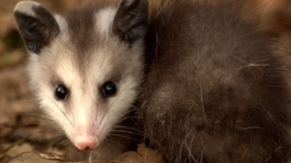 ��� ���� ������